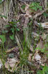 Blue Ridge sedge